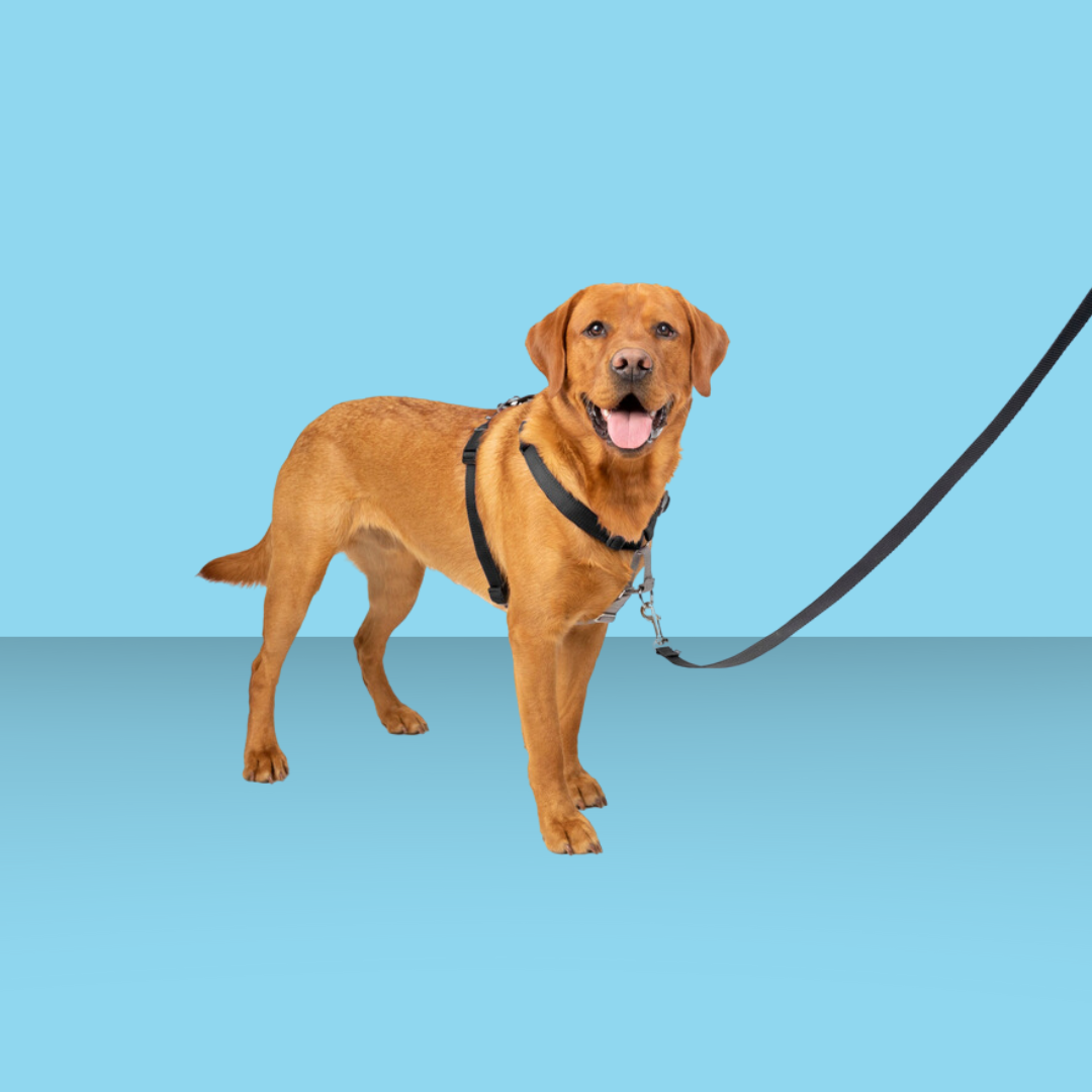 Petsafe 3-in-1 Harness L Black