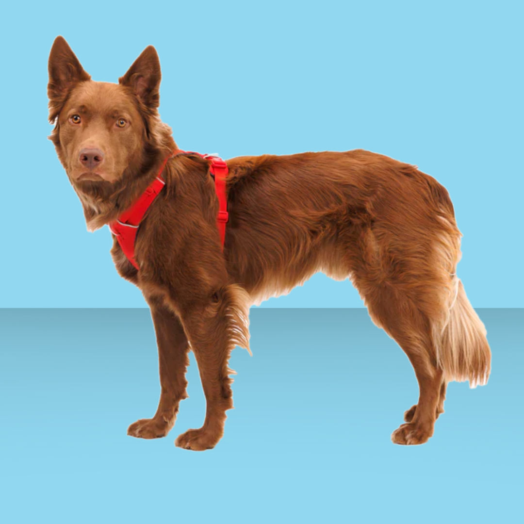 Ruffwear Front Range Harness Red Canyon M