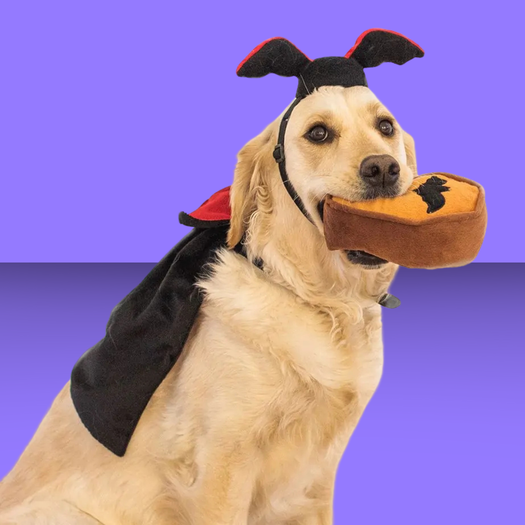 Halloween Costume Kit Dracula