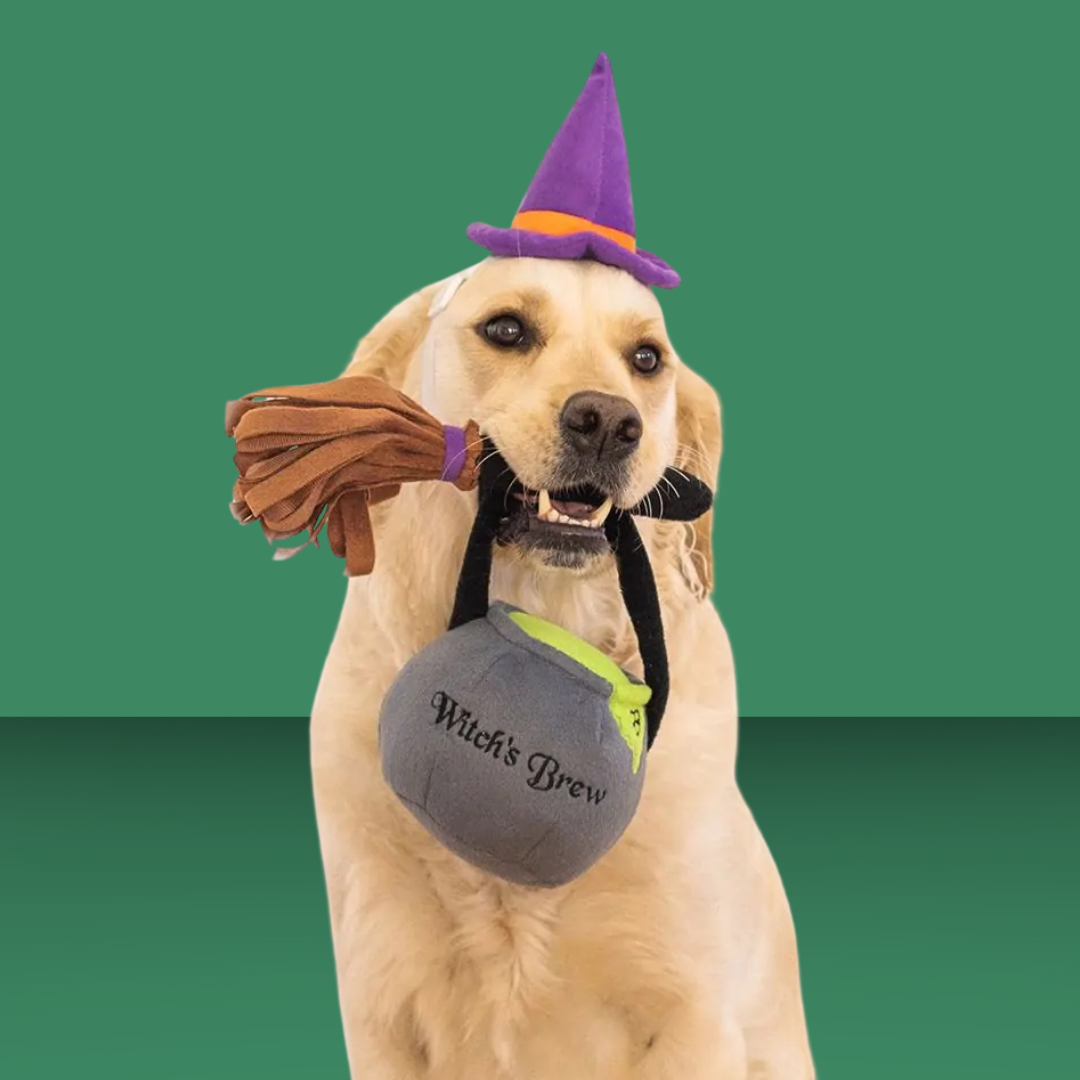 Halloween Costume Kit Witch